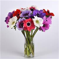 Mona Lisa® Mixture Anemone Container