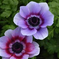 Mona Lisa® Wine White Bicolor Anemone Bloom