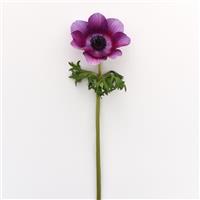 Mona Lisa® Wine White Bicolor Anemone Single Stem, White Background