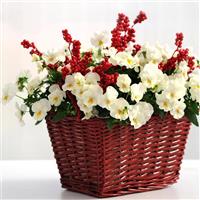Cool Wave® White Spreading Pansy Displays