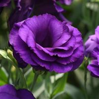ABC™ 2 Purple Lisianthus Bloom