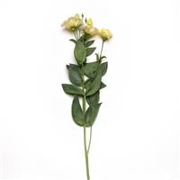 ABC™ 3 Yellow Lisianthus Single Stem, White Background