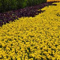 Sorbet® XP Yellow Blotch Viola Commercial Landscape 1