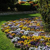 Sorbet® XP Mixture Viola Landscape