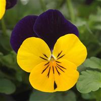 Sorbet® XP Yellow Jump Up Viola Bloom