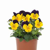 Sorbet® XP Yellow Jump Up Viola Container