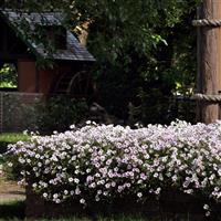 Tidal Wave® Silver Spreading Petunia Commercial Landscape 1