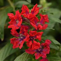 Sweet Talk™ Red Cuphea Bloom
