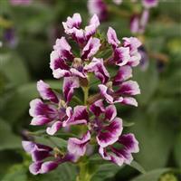 Sweet Talk™ Lavender Splash Cuphea Bloom