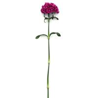 Sweet™ Magenta Bicolor Dianthus Single Stem, White Background
