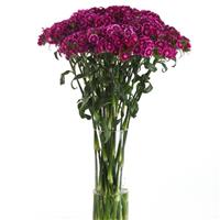 Sweet™ Magenta Bicolor Dianthus Mono Vase, White Background