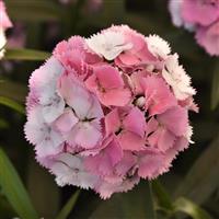 Sweet™ Cherryblossom Magic Dianthus Bloom