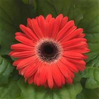 ColorBloom™ Watermelon with Dark Eye Gerbera Bloom