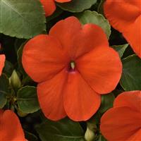 Beacon® Orange Improved Impatiens Bloom