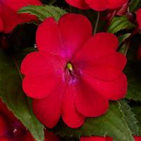 Solarscape® XL Red Glow Interspecific Impatiens Bloom
