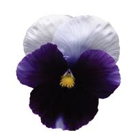 Spring Matrix™ Beaconsfield Pansy Bloom
