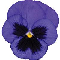 Spring Matrix™ Blue Blotch Pansy Bloom