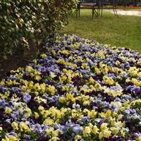 Spring Matrix™ Tricolor Mixture Pansy Landscape