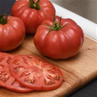 WonderStar™ Pink Tomato Bloom