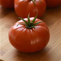 WonderStar™ Red Tomato Bloom