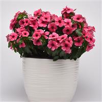 Tattoo™ Raspberry Vinca Container