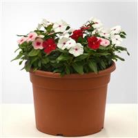 Titan-ium™ Mixture Vinca Container
