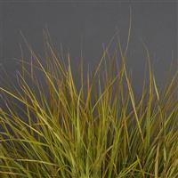 Sirocco ColorGrass® Anemanthele Bloom