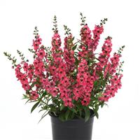 Serenita® Cherry Red Angelonia Container