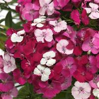 Dart™ Pink Magician Dianthus Bloom