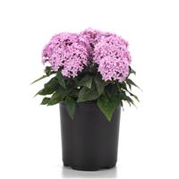 Lucky Star® Lavender Pentas Container