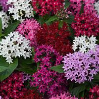 Lucky Star® Mixture Pentas Bloom