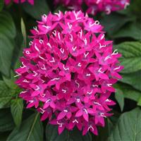 Lucky Star® Violet Pentas Bloom