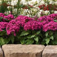 Lucky Star® Violet Pentas Commercial Landscape 1