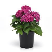 Lucky Star® Violet Pentas Container