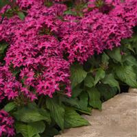 Lucky Star® Violet Pentas Landscape