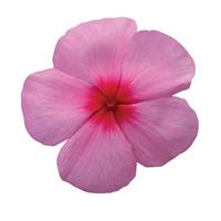 Titan™ Blush Vinca Bloom