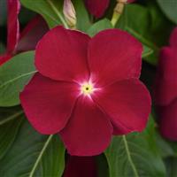 Titan™ Cranberry Vinca Bloom