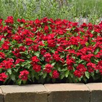 Titan™ Cranberry Vinca Landscape