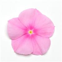 Titan™ Icy Pink Vinca Bloom