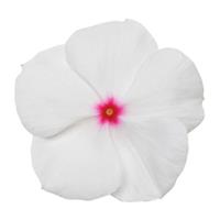 Titan™ Polka Dot Vinca Bloom