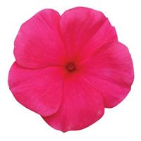 Titan™ Punch Vinca Bloom