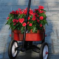 Titan™ Dark Red Vinca Garden