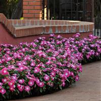 Titan™ Rose Halo Vinca Commercial Landscape 1