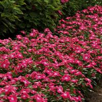 Titan™ Rose Halo Vinca Landscape
