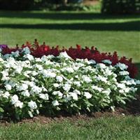 Titan™ Pure White Vinca Commercial Landscape 1
