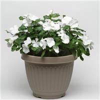 Titan™ Pure White Vinca Container