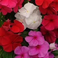Titan™ Clear Mixture Vinca Bloom