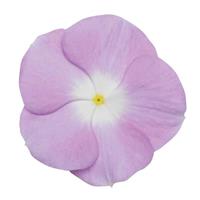 Titan™ Lavender Blue Halo Vinca Bloom