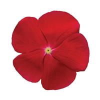 Titan™ Really Red Vinca Bloom