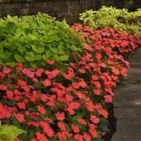 Solarscape® Salmon Punch Interspecific Impatiens Commercial Landscape 1